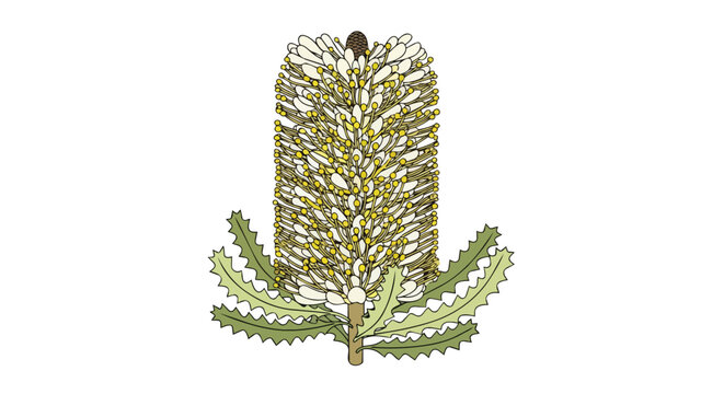 Botanical Illustration of a Native Australian Banksia Flower with Serrated Leaves Isolated on White Background