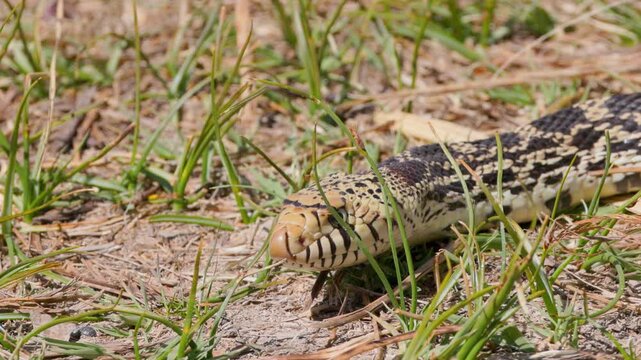 Bullsnake Slithering Through Grass Slow Motion