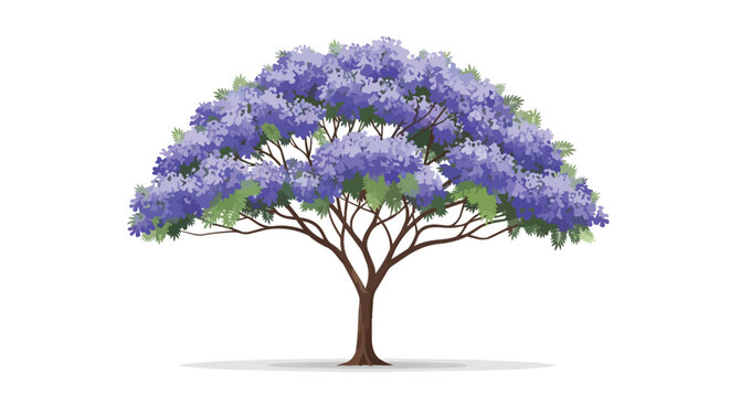 Beautiful blooming purple jacaranda tree with dense violet flowers and green foliage illustration isolated on white background