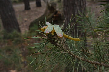 Fototapeta premium The fake insect is perched atop a fresh pine branch, adding a whimsical touch to its nature surroundings of real