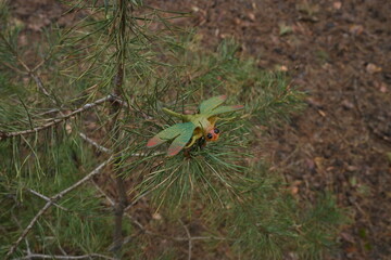 Fototapeta premium Toy dragonfly on a pine branch, blending artificial insect with concept natural forest environment
