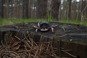 Fototapeta premium Black plastic beetle toy resting on an old tree stump in a forest, contrasting artificial object and natural environment