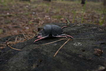 Fototapeta premium Black plastic beetle toy resting on an old tree stump in a forest, contrasting artificial natural and environment object