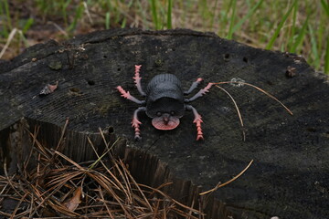 Fototapeta premium Toy insect with pink legs sitting on weathered tree stump, representing childhood play and nature connection