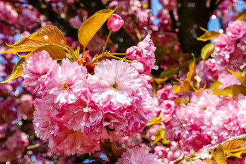Fototapeta premium Cherry blossoms bloom on a sunny day in a park, drawing visitors to enjoy nature and take photos