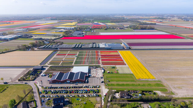 Aerial view of The Tulip Barn surrounded by vibrant rows of colorful tulip fields and agricultural buildings under a clear sky in Hillegom, Zuid-Holland, Netherlands.