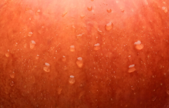 Macro texture of fresh red apple skin with clear water drops, organic fruit surface background for healthy food concept.