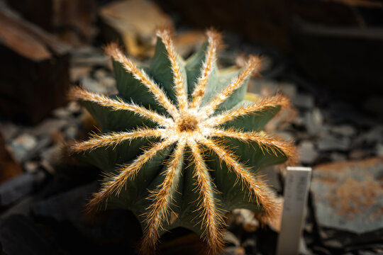 Parodia magnifica Balloon Cactus or Eriocactus magnificus  Top view of cactus with radial golden spines forming star pattern. flower exhibition Flora Olomouc, Czech Republic &ndash; April 25, 2026