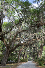 Obraz premium Spanish Moss Covered Live Oak Trees Over Path in Historic Southern Cemetery
