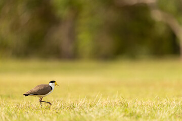 Obraz premium Masked Lapwing Bird Foraging in Grassland Australia Wildlife Scene