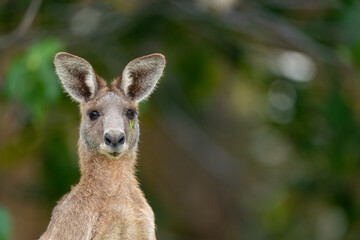 Kangaroo Portrait Close Up with CopySpace New South Wales Australia © Glenn