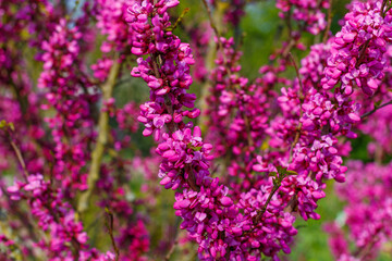 Obraz premium Flowers bloom in a vibrant display at the garden during spring season in a sunny and bright day