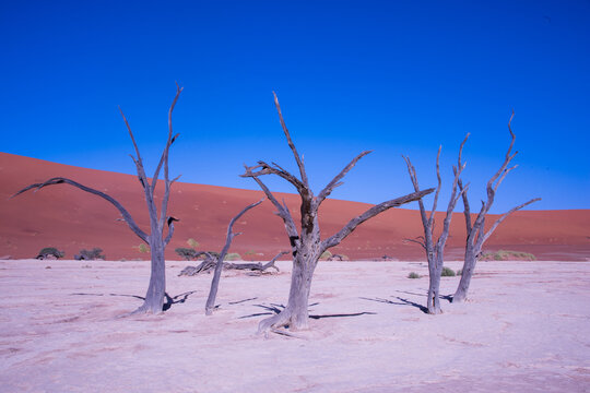 A solitary Acacia tree standing against the vast landscape of Namibia, its flat canopy silhouetted under the open sky of the African savanna.	
