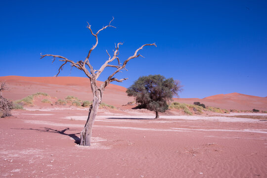 A solitary Acacia tree standing against the vast landscape of Namibia, its flat canopy silhouetted under the open sky of the African savanna.	
