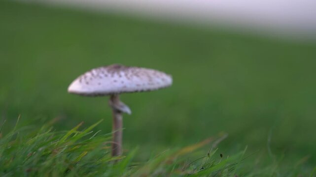 Macrolepiota procera Parasol mushroom growing in a green grass field