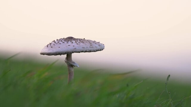 Macrolepiota procera Parasol mushroom growing in a green grass field