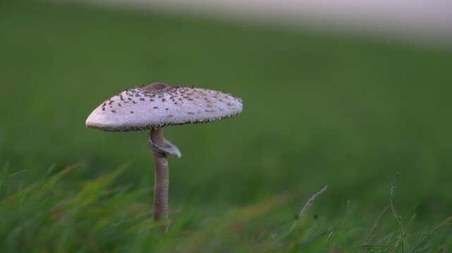 Macrolepiota procera Parasol mushroom growing in a green grass field