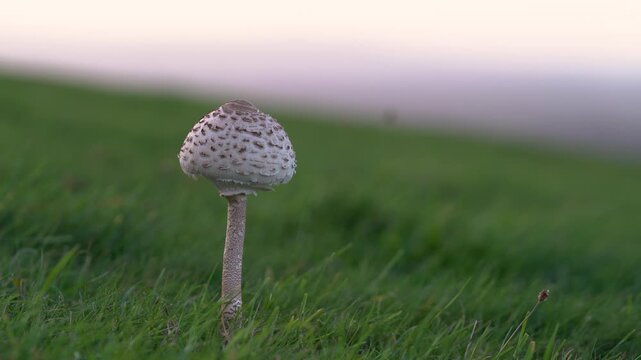 Macrolepiota procera Parasol mushroom growing in a green grass field