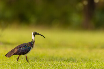 Fototapeta premium Adult Straw Necked Ibis Threskiornis spinicollis in Grassland Australia