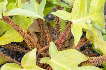 A Squamiferum plant growing in a spring garden. © MariannePfeil