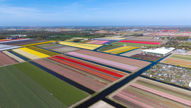 Aerial view of the vibrant Keukenhof tulip fields with colorful rows of flowers and narrow canals under a clear blue sky in Lisse, Zuid-Holland, Netherlands.