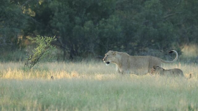  Lions on a blue wildebeest carcass