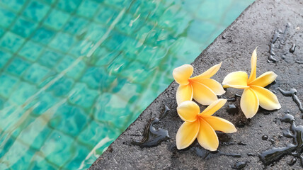 Three yellow and white frangipani flowers resting on the wet, dark natural stone edge of a swimming pool with turquoise water and mosaic tiles, representing tropical luxury and relaxation © VH_World