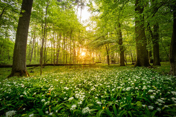 Naklejka premium Beautiful Spring Forest with White Wild Blooming Garlic