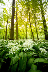 Obraz premium Beautiful Spring Forest with White Wild Blooming Garlic
