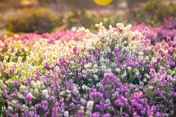 Obraz premium Heather flowers in the shining sunlight