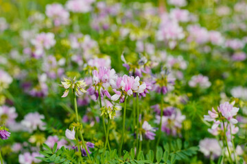 Obraz premium Colorful flowers bloom in a garden during springtime, showing a variety of pink and white shades among green leaves