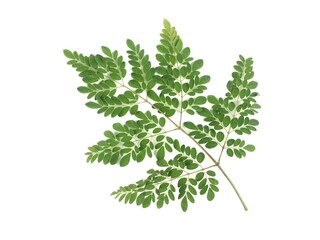 A single branch of fresh green moringa oleifera leaves isolated on white background. Ideal for themes involving herbal medicine and healthy supplements © Eka