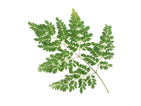 A single branch of fresh green moringa oleifera leaves isolated on white background. Ideal for themes involving herbal medicine and healthy supplements