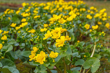 Obraz premium Yellow flowers bloom in a garden during spring near a park by a stream in the afternoon sunlight