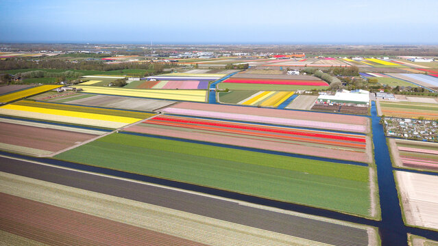Aerial view of the vibrant Keukenhof flower fields with colorful rows of tulips and narrow canals under a clear blue sky in Lisse, Zuid-Holland, Netherlands.