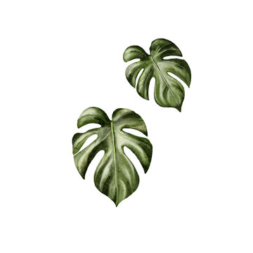 green leaves isolated on white background