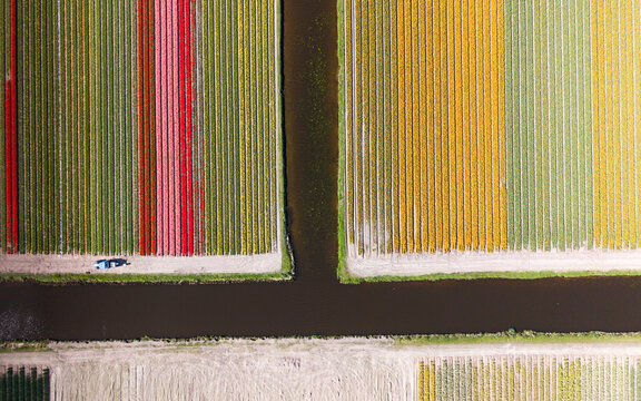 Aerial view of Keukenhof tulip fields with vibrant rows of flowers, narrow water canals, and a small vehicle on a dirt path Lisse, Zuid-Holland, Netherlands.