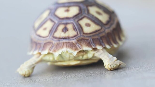 Close-up of a baby tortoise with a patterned shell crawling on a neutral surface, highlighting delicate texture, natural detail, and gentle wildlife charm.