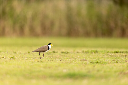 Masked Lapwing bird standing in a vibrant grassy field wildlife