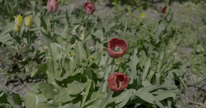 Group of colorful tulips blooming in a sunny spring garden in real HDR