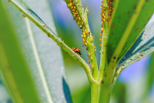 Ladybug on plant surrounded by aphids during daytime in a garden