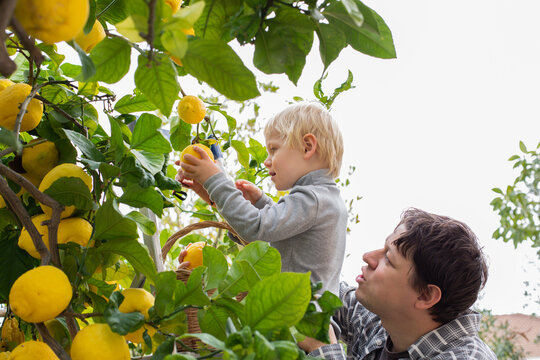 Smiling young man farmer with sons harvesting, picking lemons