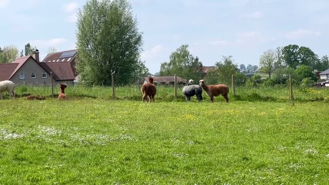 Alpacas grazing on a green meadow near a farmhouse. Peaceful countryside scene with farm animals, nature and rural life concept.