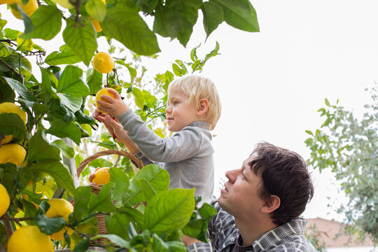 Smiling young man farmer with sons harvesting, picking lemons