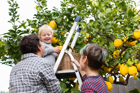 Smiling young man farmer with sons harvesting, picking lemons