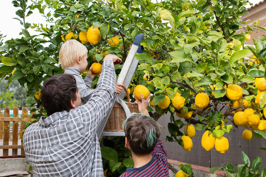 Smiling young man farmer with sons harvesting, picking lemons