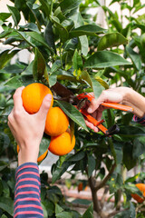 Naklejka premium Smiling young boy farmer harvesting, picking oranges in the orchard
