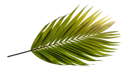 Fototapeta premium Palm frond leaf with green and yellow colors on white background