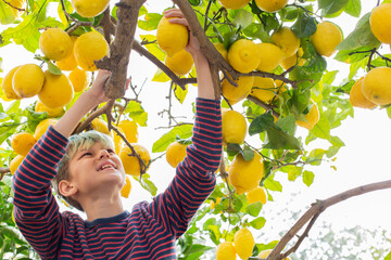Smiling young boy farmer harvesting, picking lemons in the orchard © aamulya