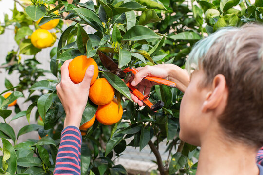 Smiling young boy farmer harvesting, picking oranges in the orchard